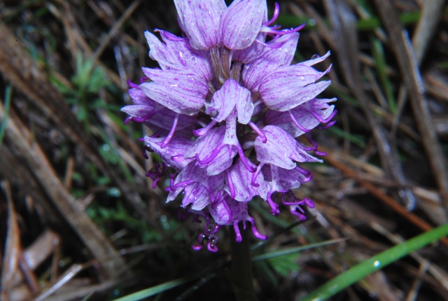 Orchis simia